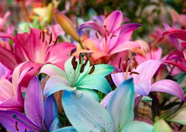 Parlak ışık arkaplanında çok renkli zambak yakın plan