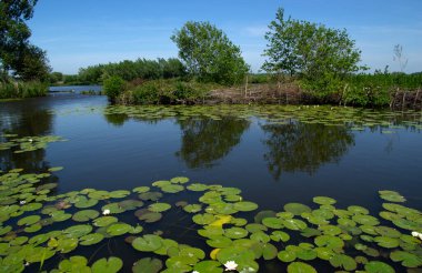 Göl manzarası ve mavi gökyüzü yansıyor. Nehirdeki su tesisleri ve Hollanda 'daki sulak alanlar