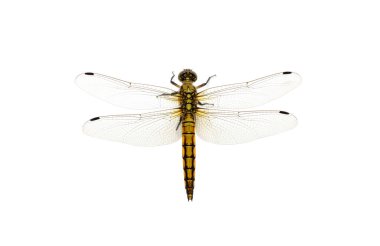 Beyaz arka plan üzerinde izole yusufçuk