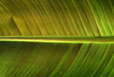 Yeşil yaprak dokusunu kapat, doğal bitki arkaplanı