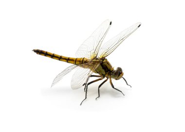 Beyaz arka plan üzerinde izole yusufçuk