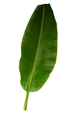 Beyaz arkaplanda yalıtılmış tropikal yaprak.