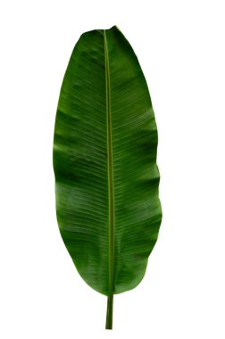 Beyaz arkaplanda yalıtılmış tropikal yaprak.