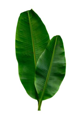 Beyaz arkaplanda yalıtılmış tropikal yaprak.