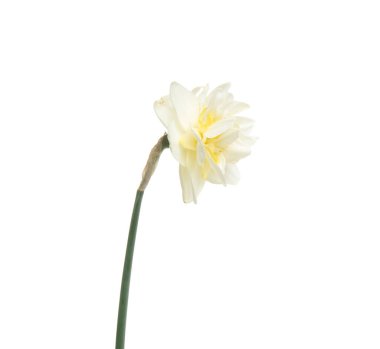 Beyaz arkaplanda yalıtılmış narsist çiçek