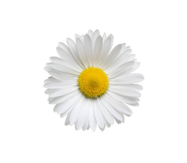 Papatya ya da papatya çayı beyaz arka planda izole edilmiş. Daisy çiçeği. Üst görünüm.