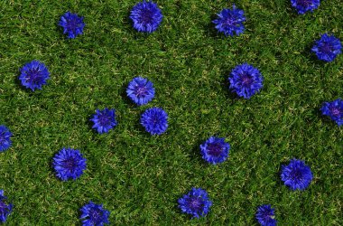 Mavi çiçekler yaz bitkileri yeşil çimen arka planda. Kapalı çiçek dokusu
