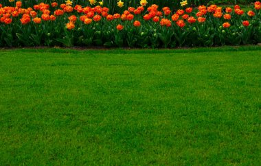 Parkta laleler gün ışığında