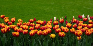 Parkta laleler gün ışığında