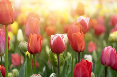 Parkta laleler gün ışığında