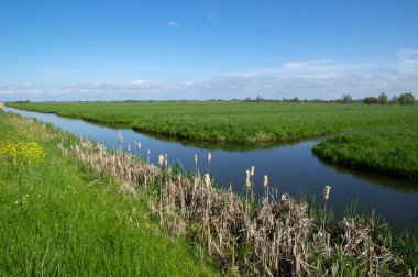 Yeşil çayır ve kanal manzarası Hollanda 'da berrak su ile