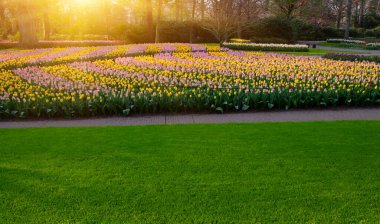 Yeşil çimenler, ağaçlar ve güneş ışığında açan çiçeklerle dolu bahar çiçeği parkı.