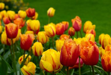 Bahar bahçesinde açan laleler güneşli arka planda.