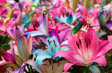 Bulanık çiçek arkaplanda renkli zambaklar