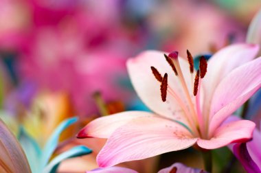 Bulanık çiçek arkaplanda renkli zambaklar