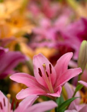 Bulanık çiçek arkaplanda renkli zambaklar