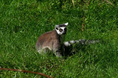 Halka kuyruklu lemur (Lemur catta) yakın plan portresi