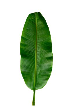 Beyaz arkaplanda yalıtılmış tropikal yaprak.