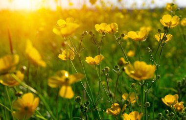 Sarı çiçekler tarlada ve gün ışığında