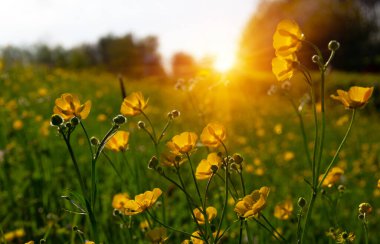 Baharda sarı çiçekler doğada ve güneş ışığı altında