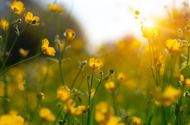 Baharda sarı çiçekler doğada ve güneş ışığı altında