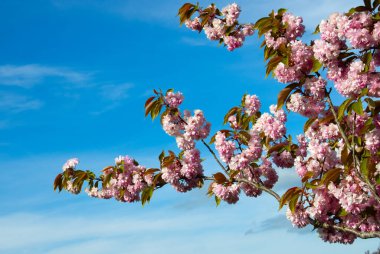 Çiçek açan bahar ağacı açık mavi gökyüzünün arka planında