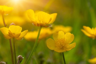 Baharda sarı çiçekler doğada ve güneş ışığı altında