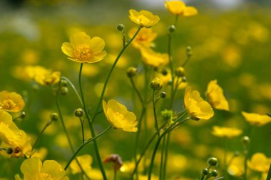 Vahşi sarı çiçek güneş ışığında tarlada.