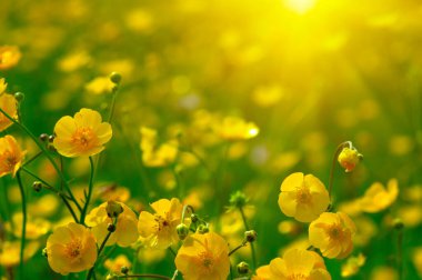 Baharda sarı çiçekler doğada ve güneş ışığı altında
