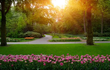 Yeşil çimenler, ağaçlar ve güneş ışığında açan çiçeklerle dolu bahar çiçeği parkı.