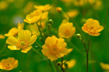 Vahşi sarı çiçek güneş ışığında tarlada.