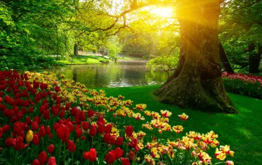 Yeşil çimenler, ağaçlar ve güneş ışığında açan çiçeklerle dolu bahar çiçeği parkı.