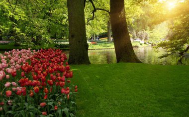 Yeşil çimenler, ağaçlar ve güneş ışığında açan çiçeklerle dolu bahar çiçeği parkı.