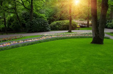 Yeşil çimenler, ağaçlar ve güneş ışığında açan çiçeklerle dolu bahar çiçeği parkı.