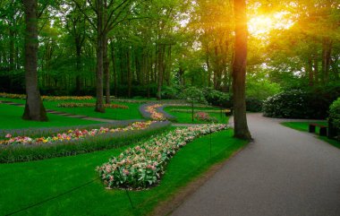 Botanik bahçesinde yeşil çimenler, bahar çiçekleri ve güneş ışığı olan bir bahçe taşı patikası.