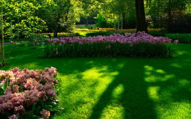 Çiçek açan bahar çiçekleri ve yeşil çimenleri olan bahçe. 