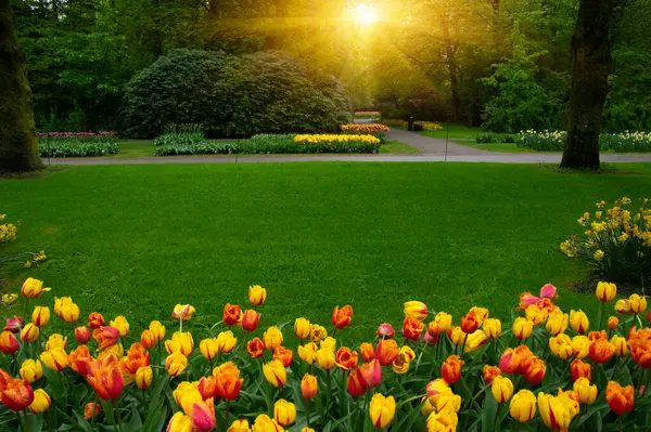 Yeşil çimenler, ağaçlar ve güneş ışığında açan çiçeklerle dolu bahar çiçeği parkı.