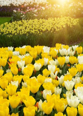 Bahar bahçesinde açan laleler güneşli arka planda.