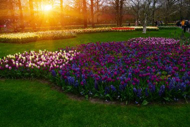 İlkbaharda parkta çiçekler