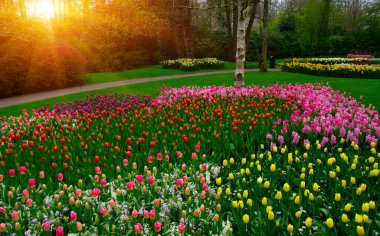 İlkbaharda parkta çiçekler