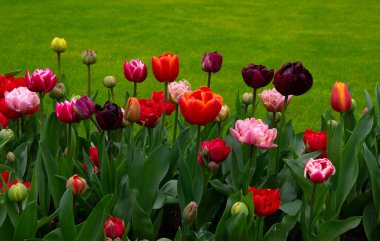 Hollanda 'da parkta güzel bahar çiçekleri