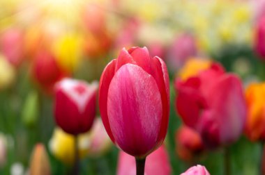 Parkta laleler gün ışığında