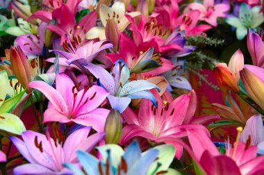 Parlak ışık arkaplanında çok renkli zambak yakın plan