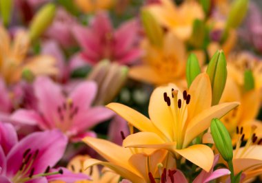 Parlak ışık arkaplanında çok renkli zambak yakın plan