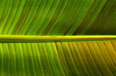 Yeşil yaprak dokusunu kapat, doğal bitki arkaplanı