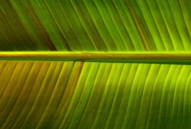 Yeşil yaprak dokusunu kapat, doğal bitki arkaplanı