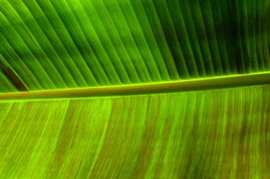 Yeşil yaprak dokusunu kapat, doğal bitki arkaplanı