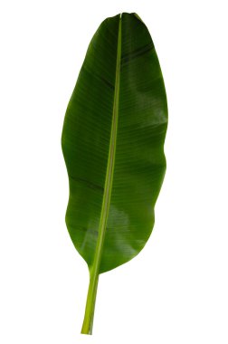 Beyaz arkaplanda yalıtılmış tropikal yaprak.