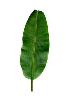 Beyaz arkaplanda yalıtılmış tropikal yaprak.