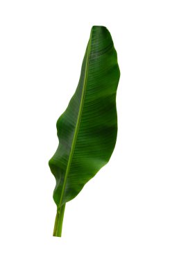 Beyaz arkaplanda yalıtılmış tropikal yaprak.